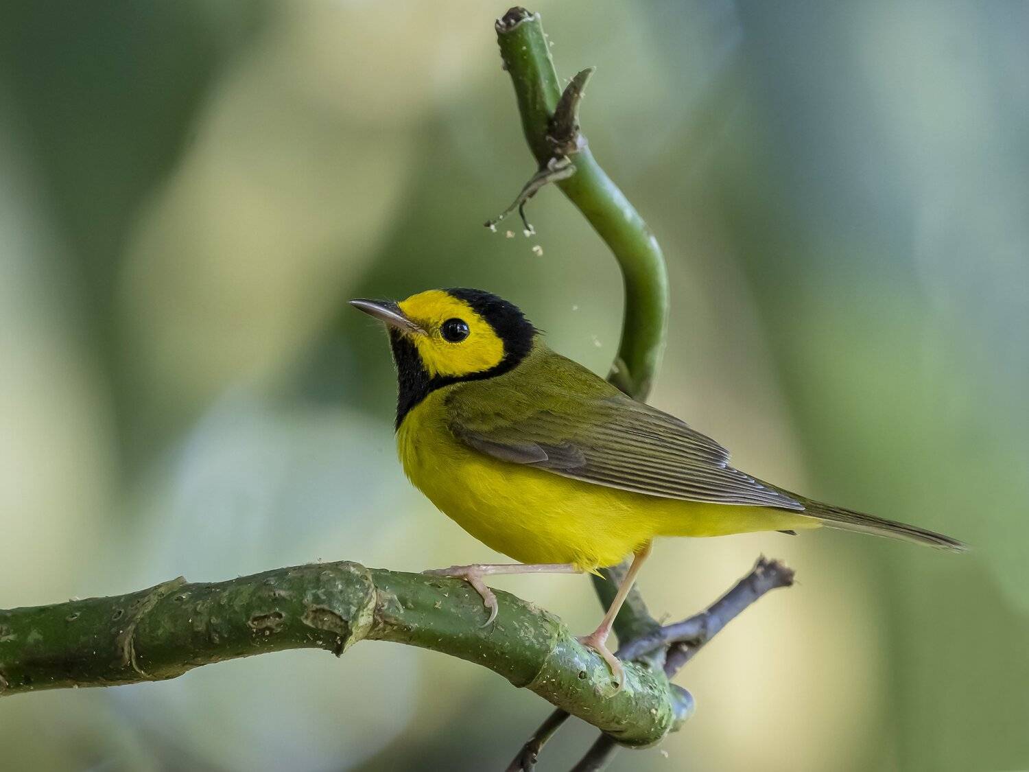 , Fernando Burgalin Sequeira