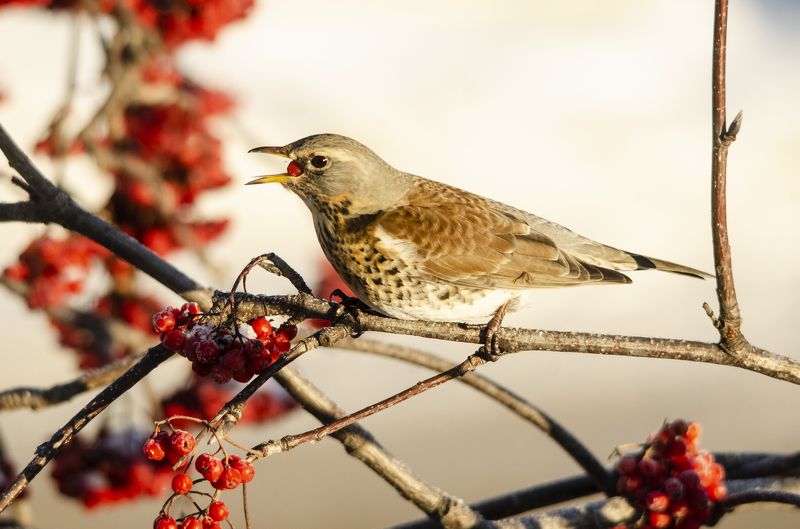 Зимняя столовая фото превью