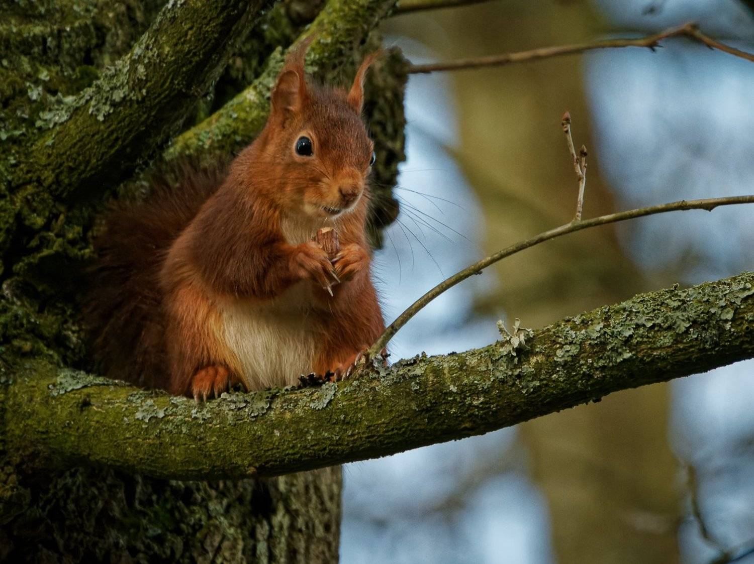 ecureuil;, squirrel;, redsquirrel;, sciurus, vulgaris;, rongeur;, animal, Sib&eacute;