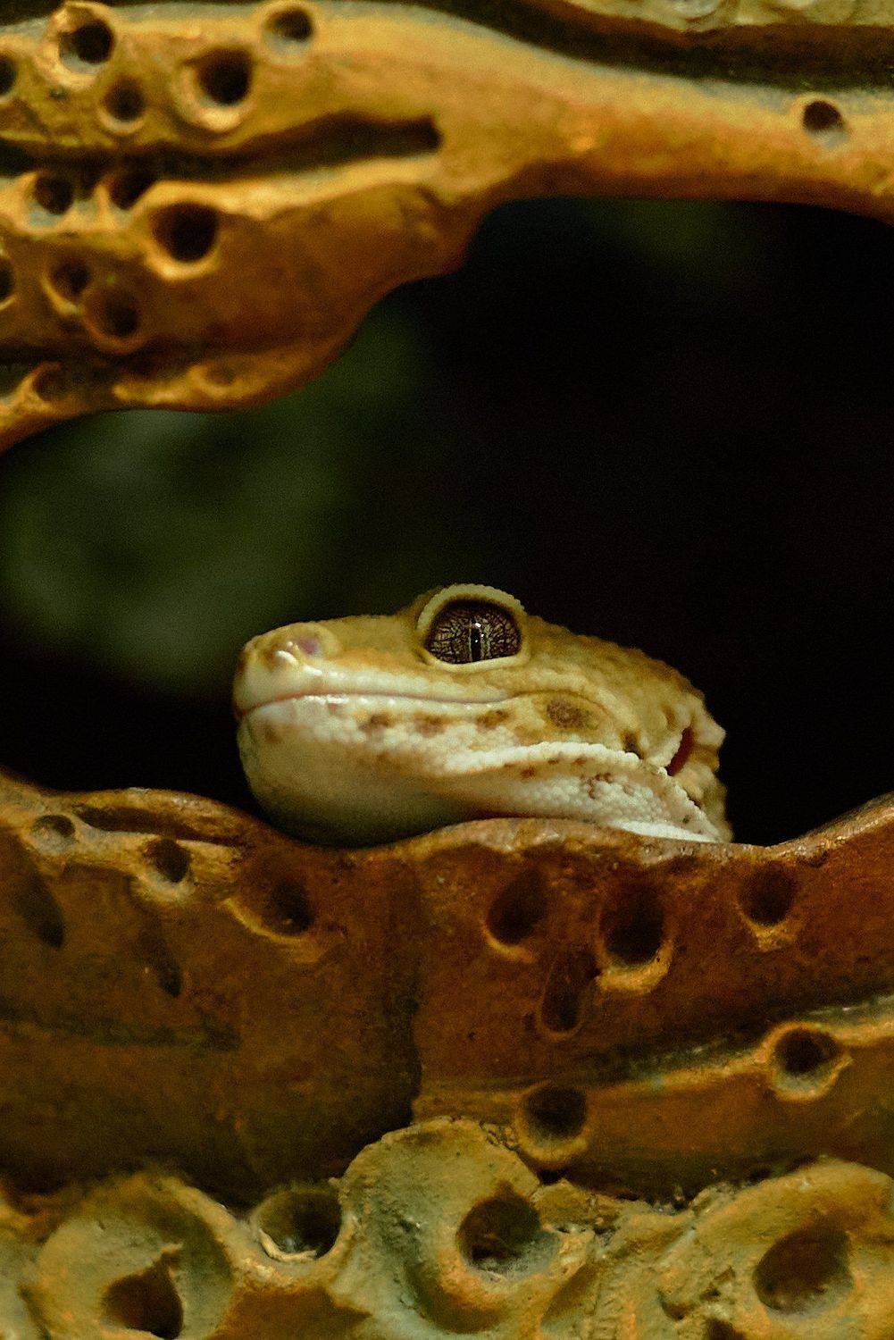 #животные, animals, animalworld, nationalgeographic, , екатеринбург, Анисимова Ольга Леонидовна