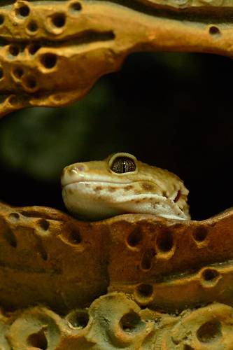 Глаза....Пятнистый эублефар. Екатеринбург, крокодиловая ферма