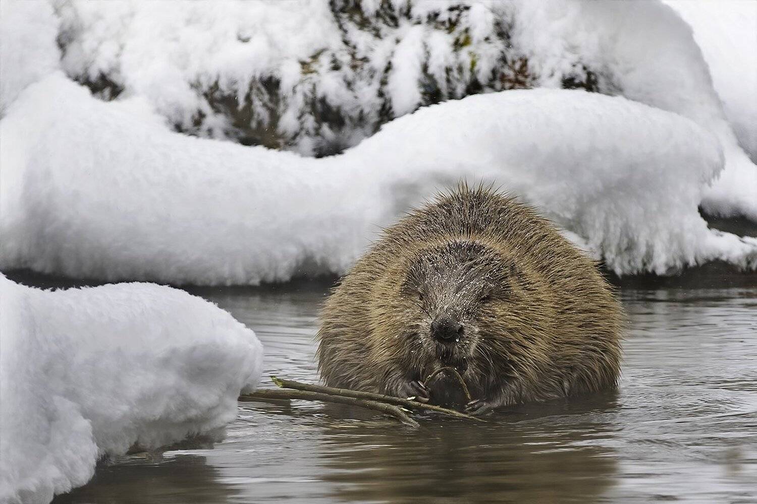 бобр, холод, зима, Наталия Сытина