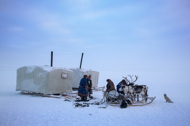 Тазовская тунда фото превью