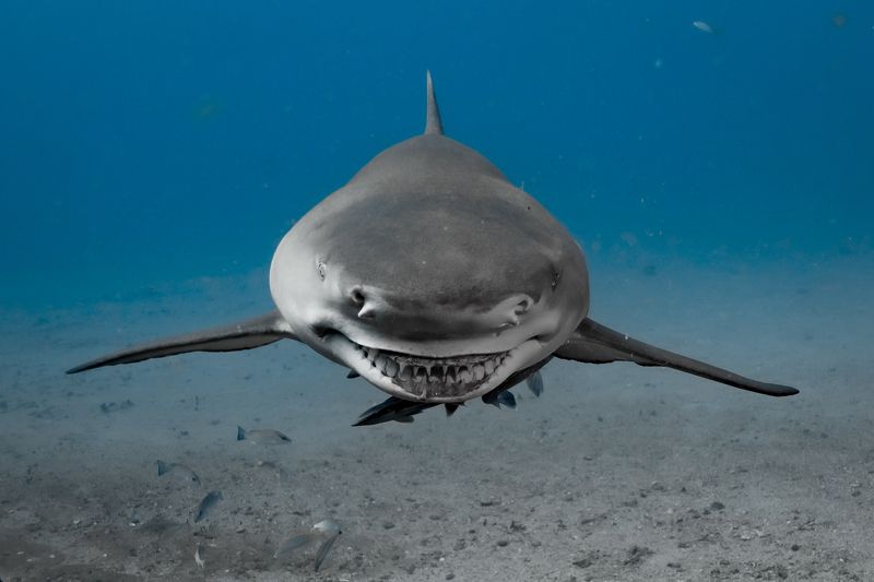 Smile фото превью