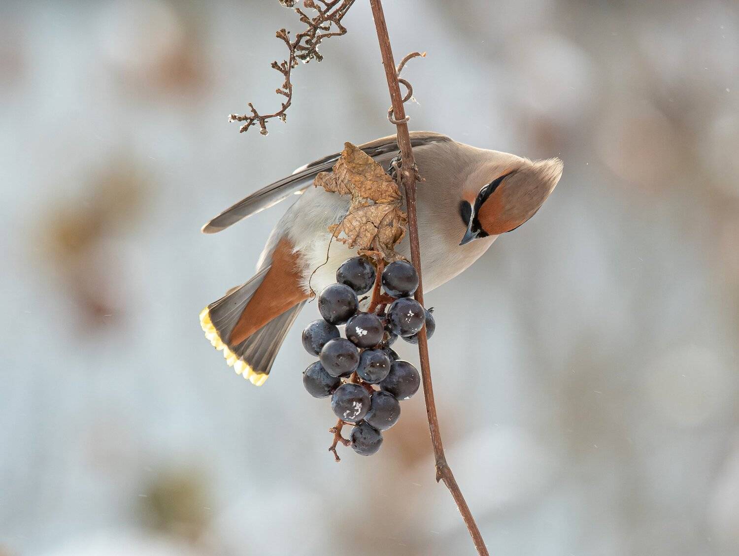птицы,природа, зима, Андрей Киселёв