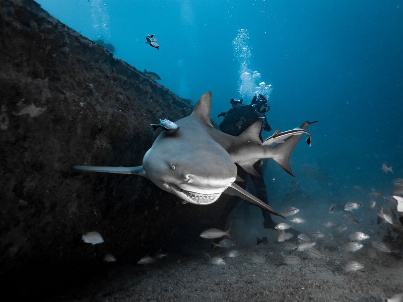 Sinergias фото превью