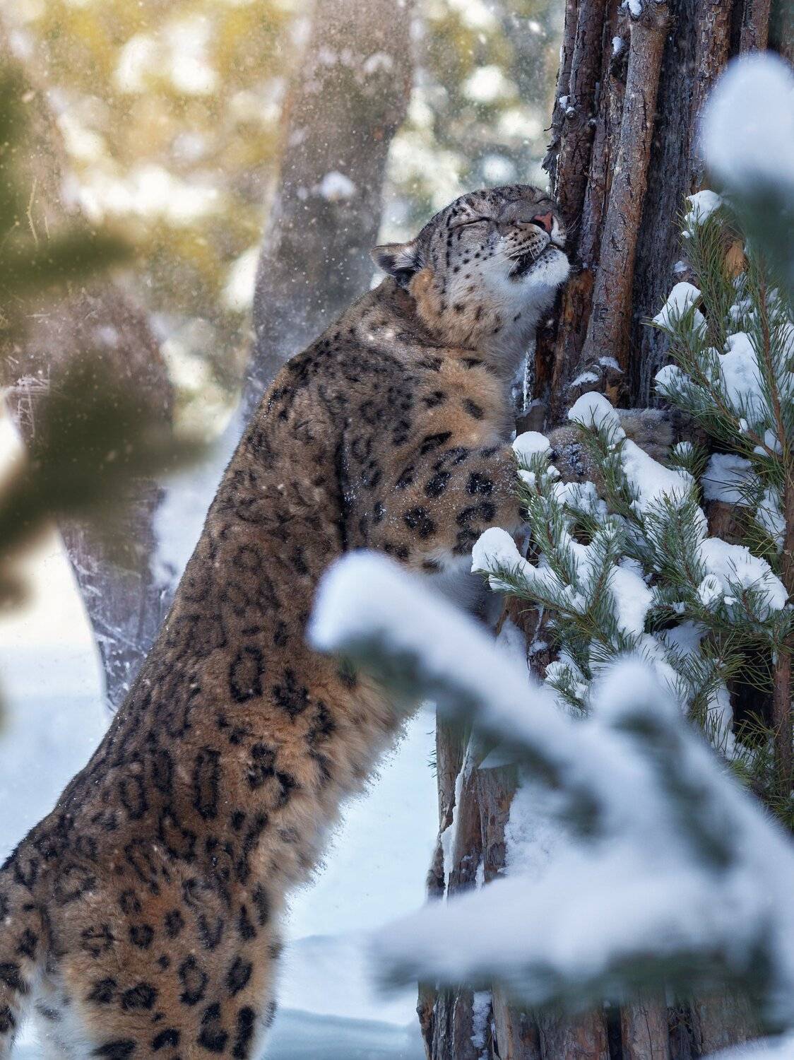 снежный барс, Олег Богданов