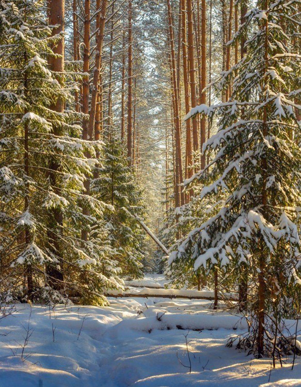 январь лес снег свет суходол, Дмитрий Алексеев