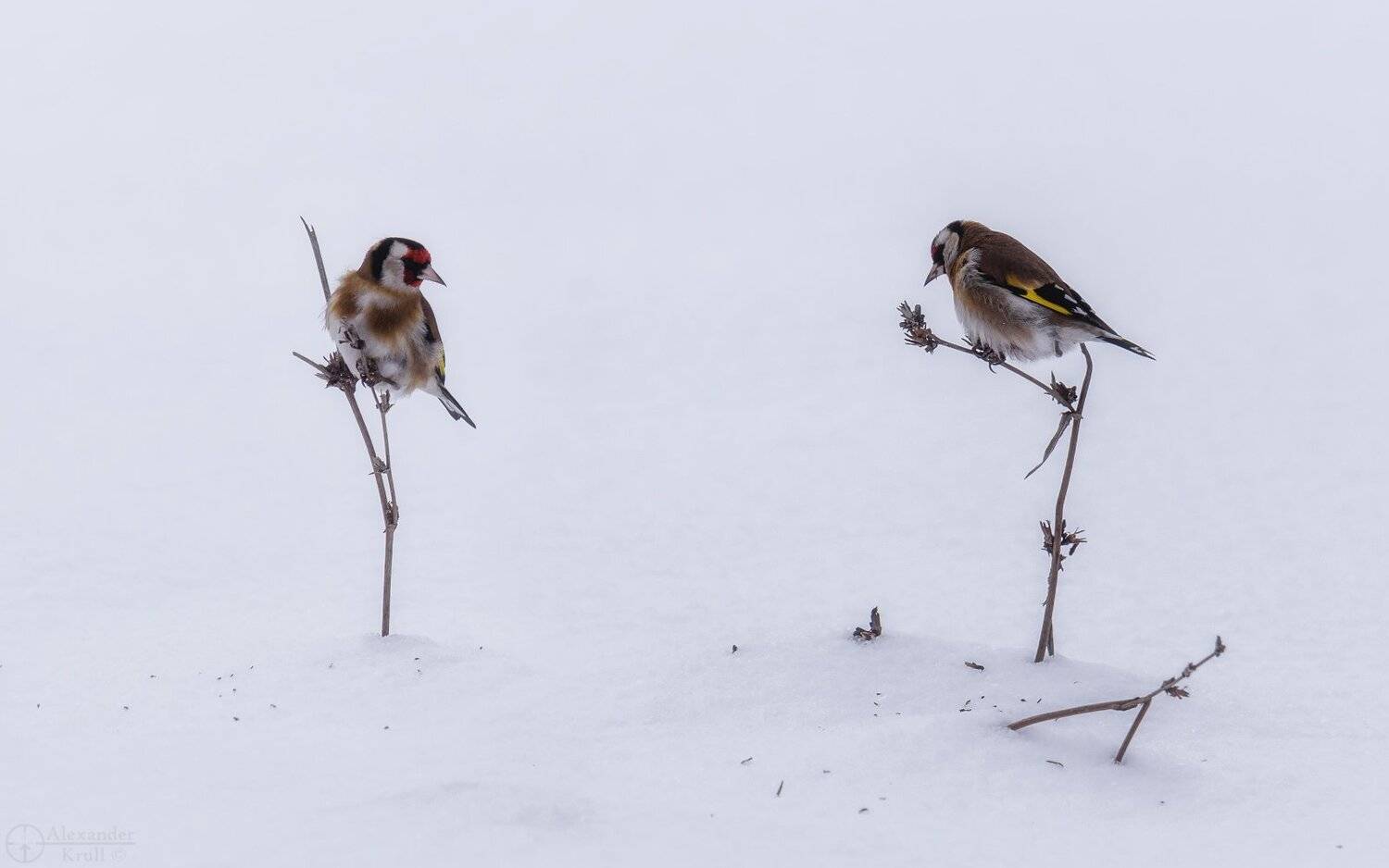 , Александр Круль