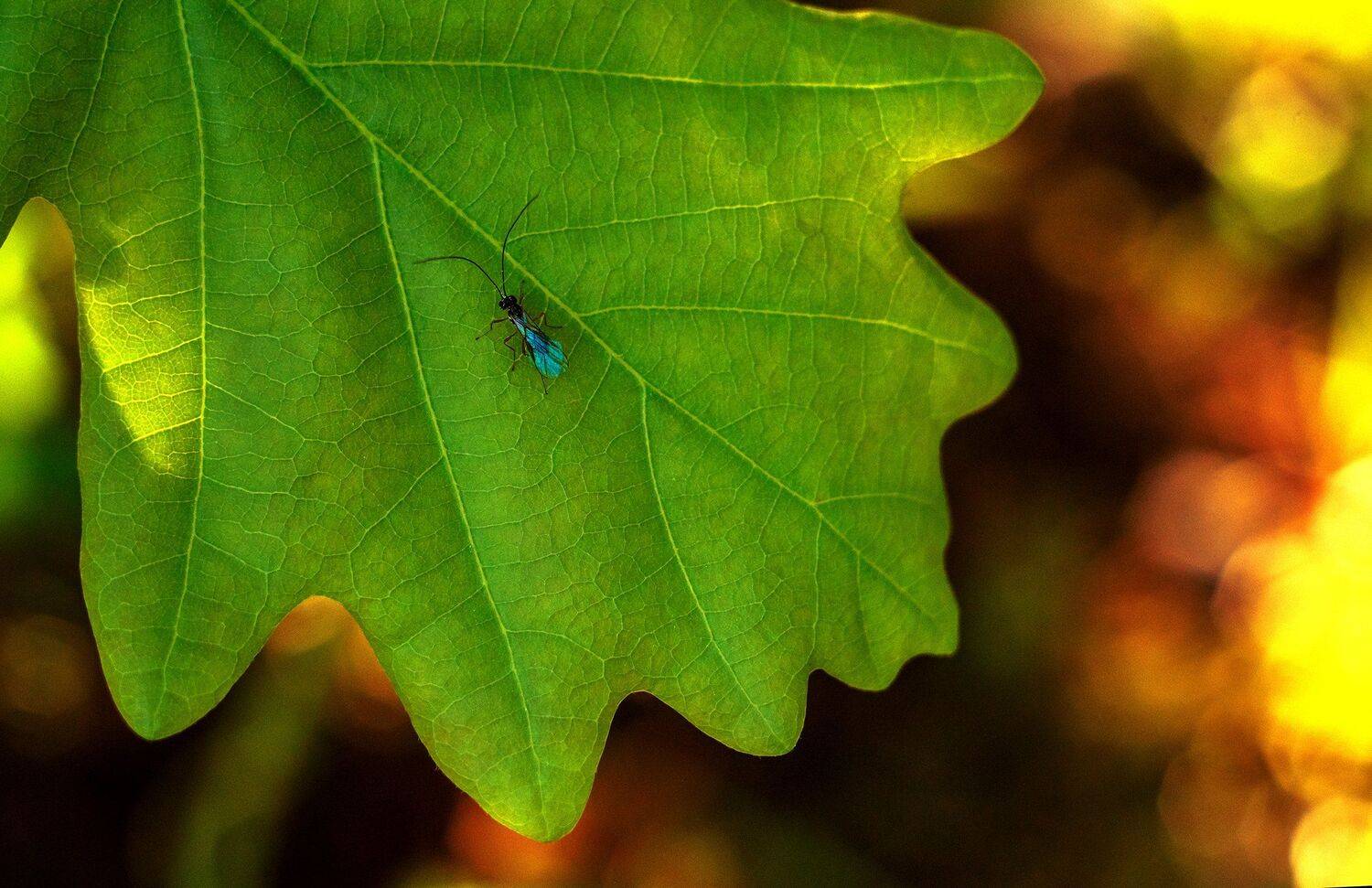 , Рут Андрей