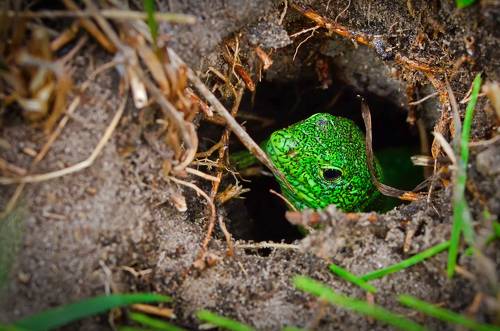 Любопытная ...