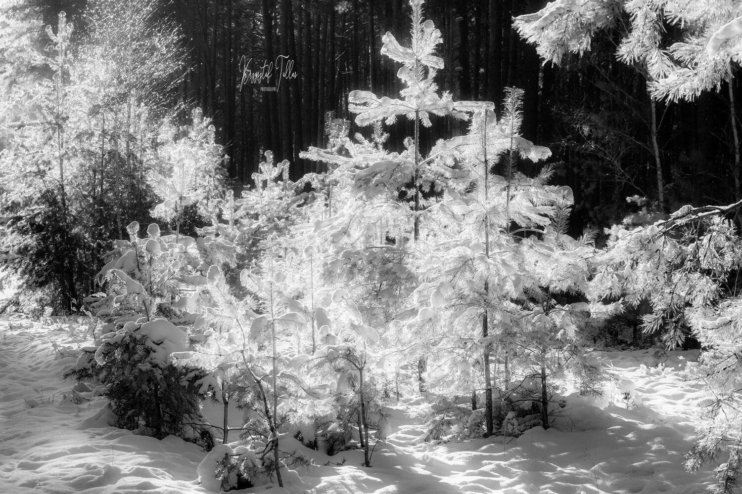 winter,nature,morning,light,nikon,trees,snow,frost,nikon,, Krzysztof Tollas