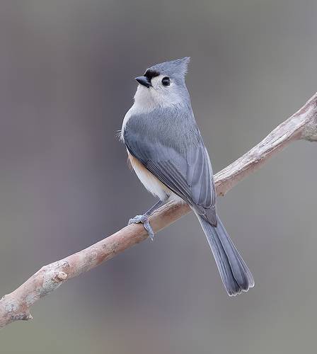 Tufted Titmouse -Острохохлая синица