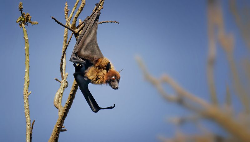 Индийская летучая лисица фото превью