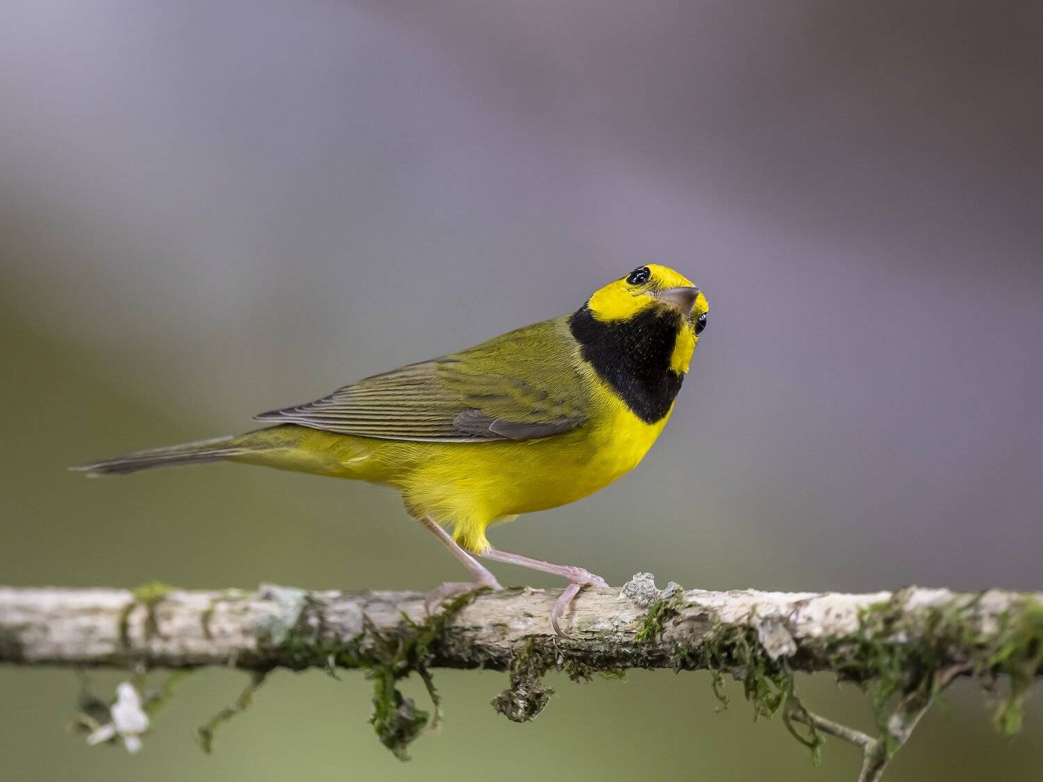 , Fernando Burgalin Sequeira