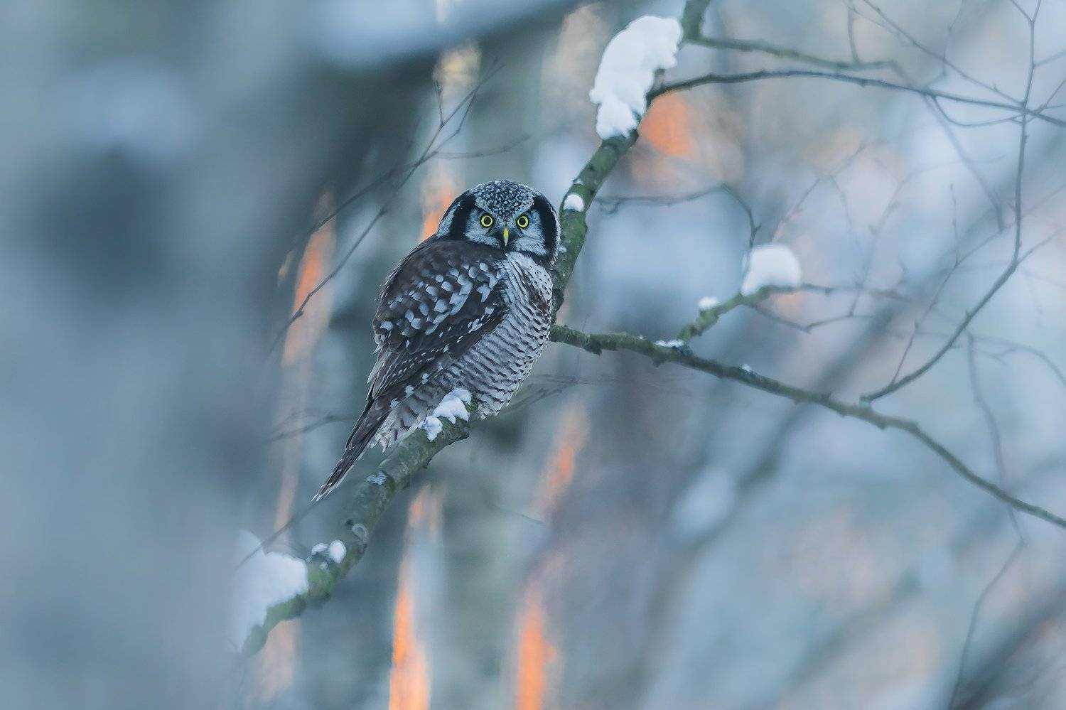 , Łukasz Sok&oacute;ł