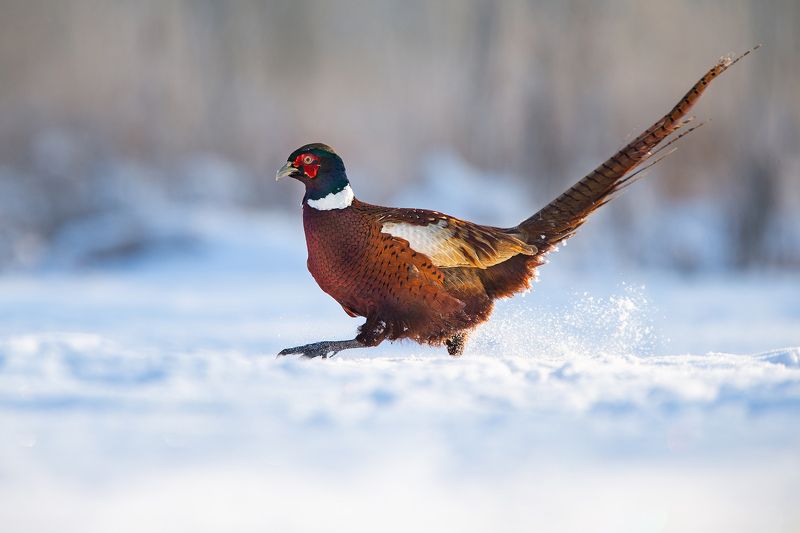 -26 фото превью