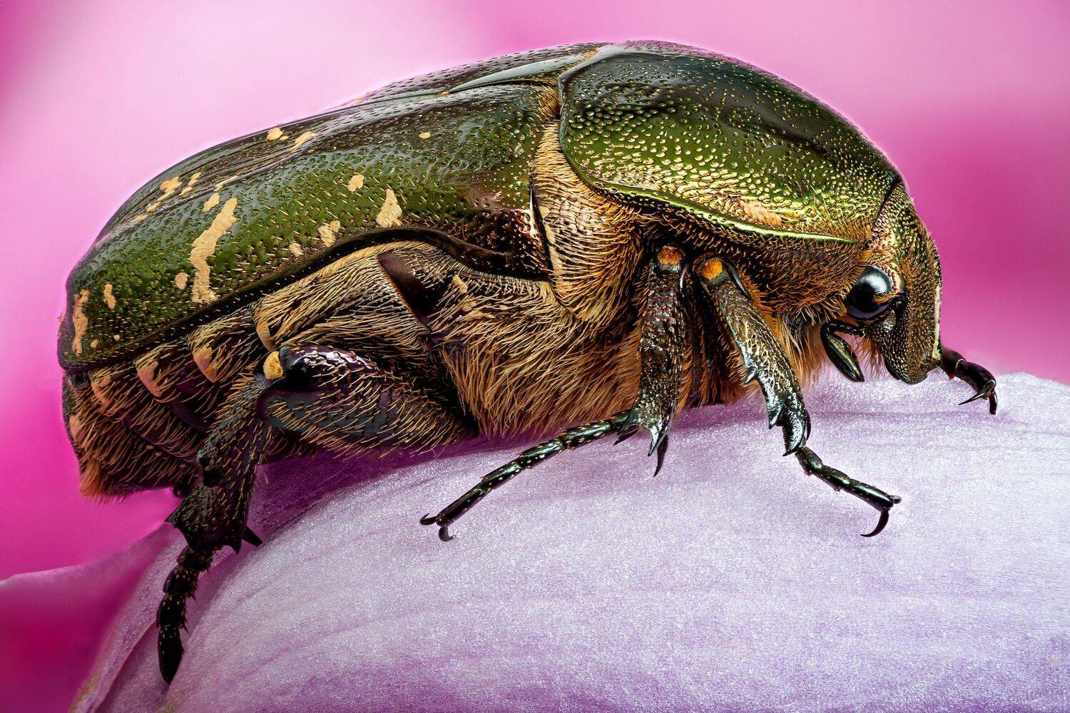 , Антон Финевич