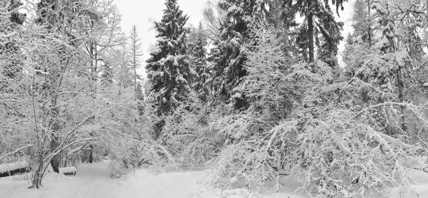 , Сергей Седов