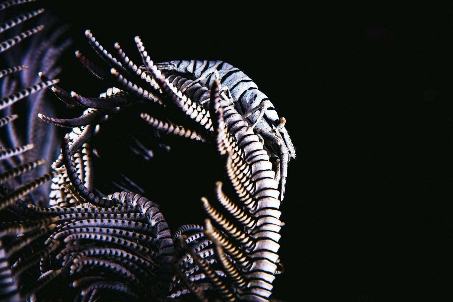 подводная фотография, креветка, Евгения Кирпиченкова (Клипп)