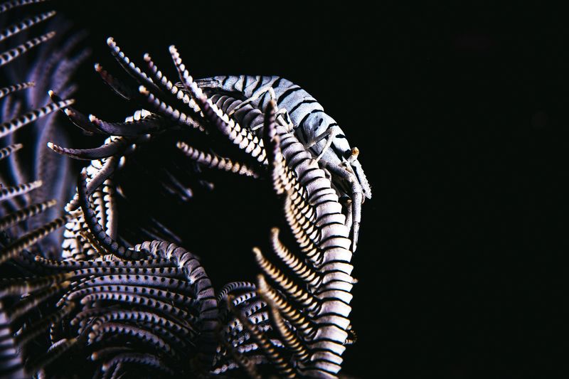 подводная фотография, креветка Зебра фото превью