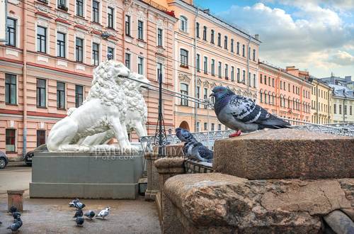 Львы и голуби