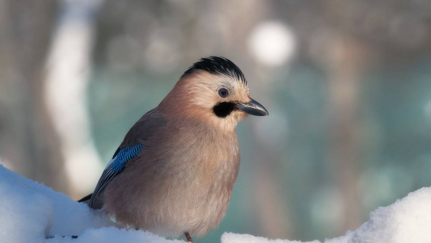 , Alexander Plekhanov