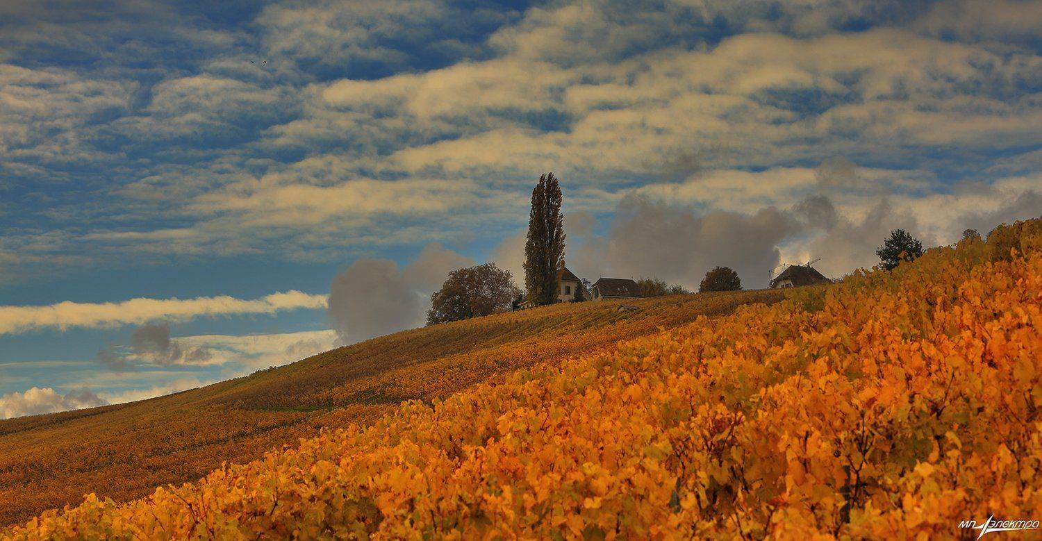 swiss, Матвеев Николай