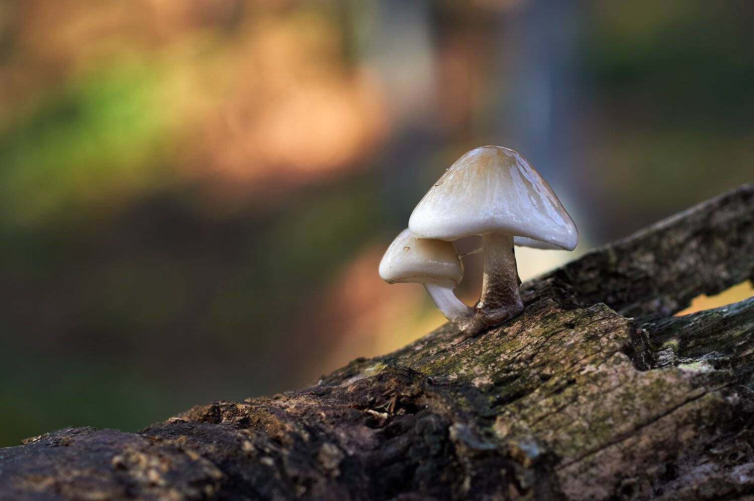 nature, wildlife, fungi, Калин Ботев