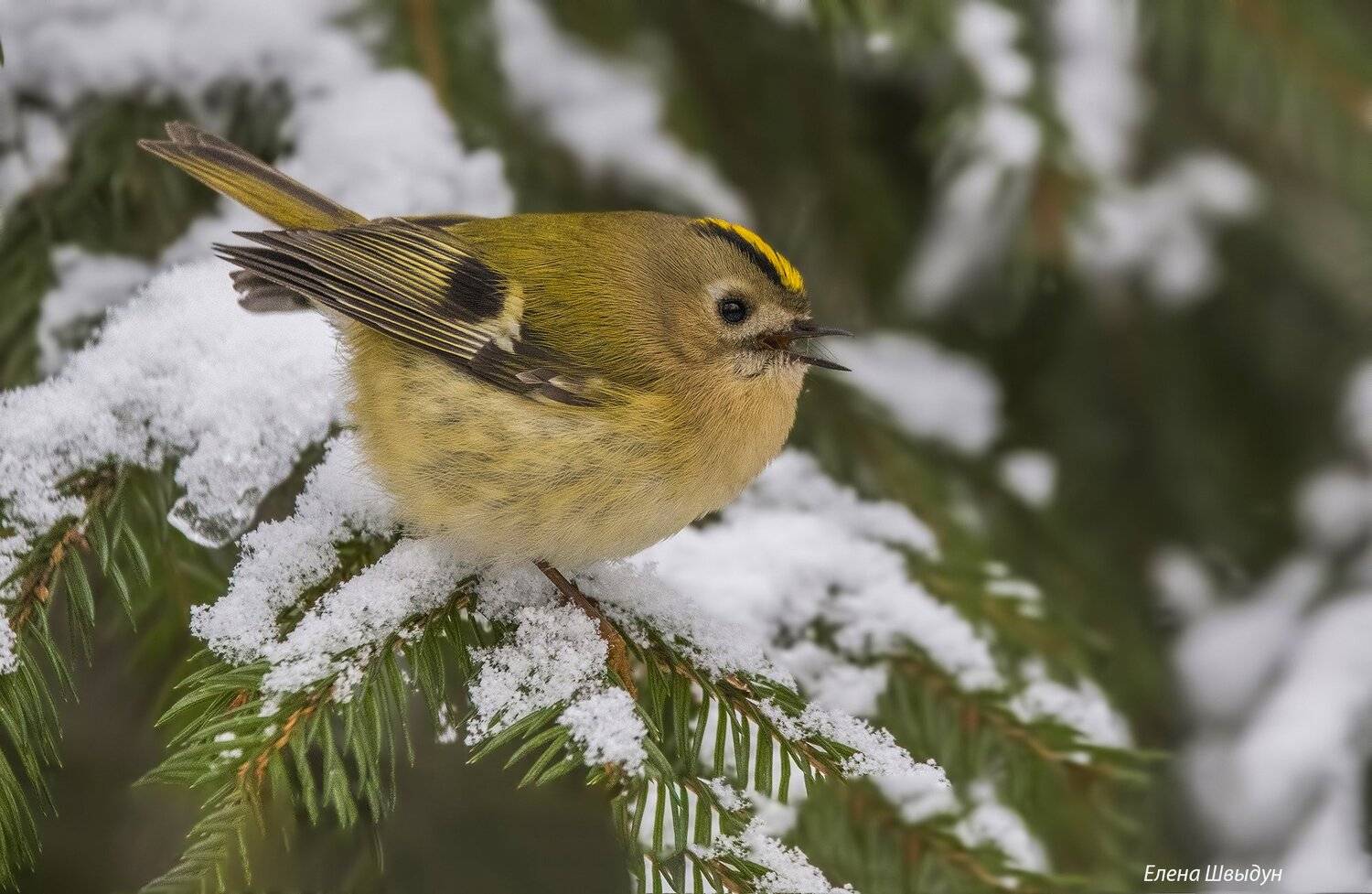 goldcrest, желтоголовый королёк, regulus regulus, птицы, птица, birds, bird, Елена Швыдун