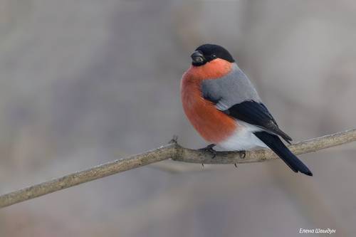 Bullfinch
