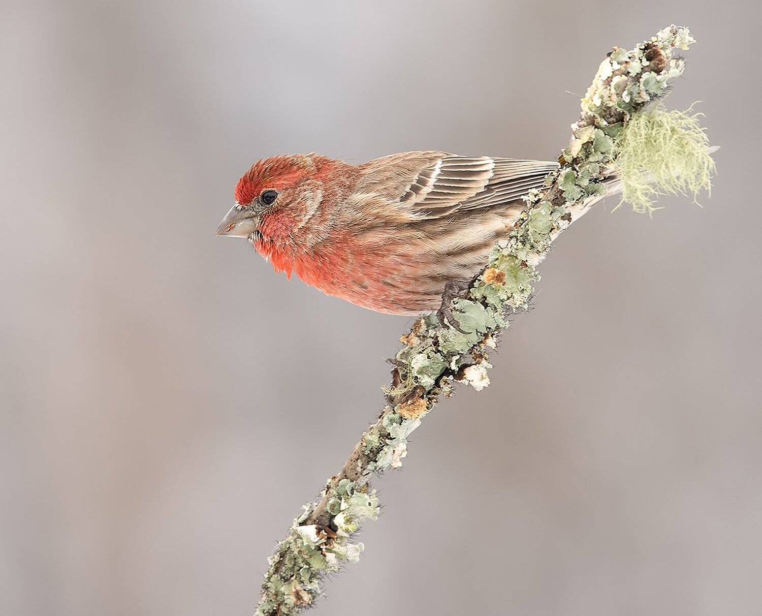 мексиканская чечевица, house finch,  finch, чечевица, Elizabeth Etkind