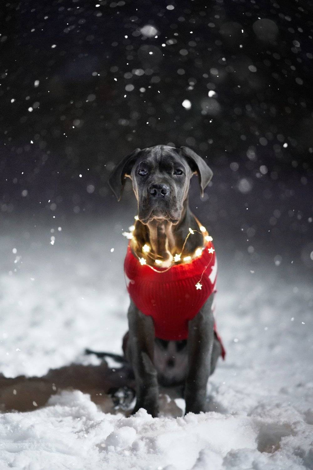 , Оксана Сироштан