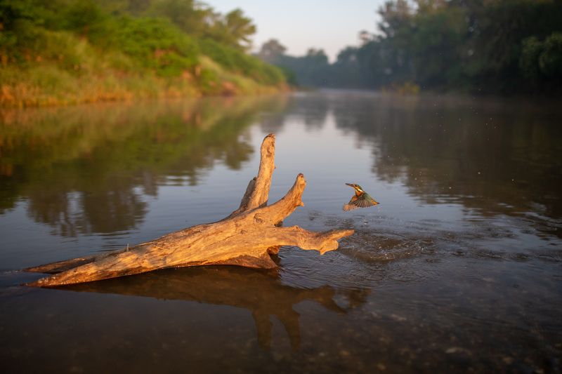 Kingfisher фото превью
