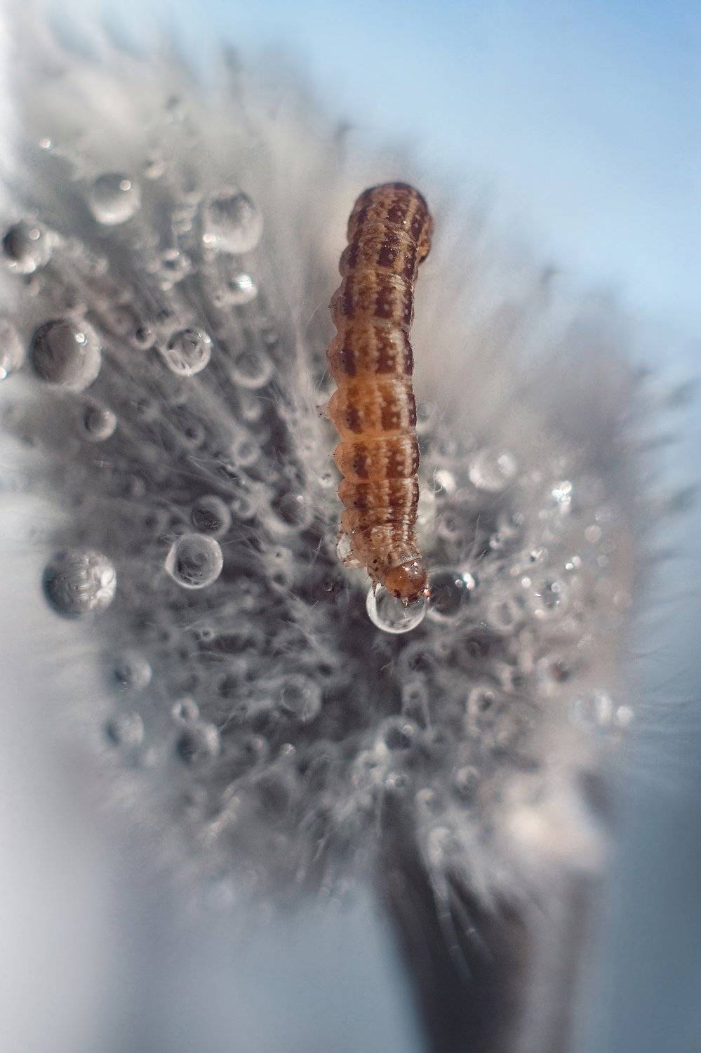 , Воинкова Ирина