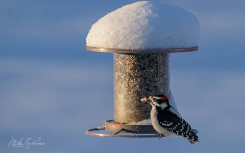 Дикие Местные | Зима