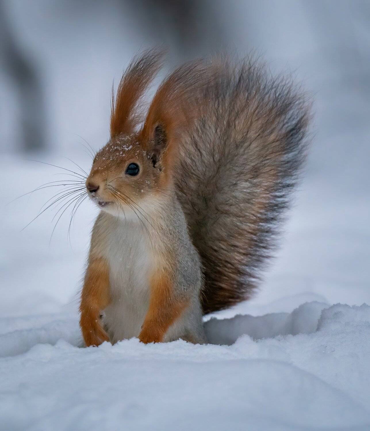 , Константин Дэм