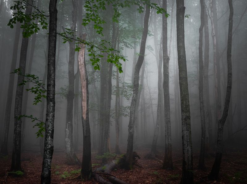 В лесу фото превью