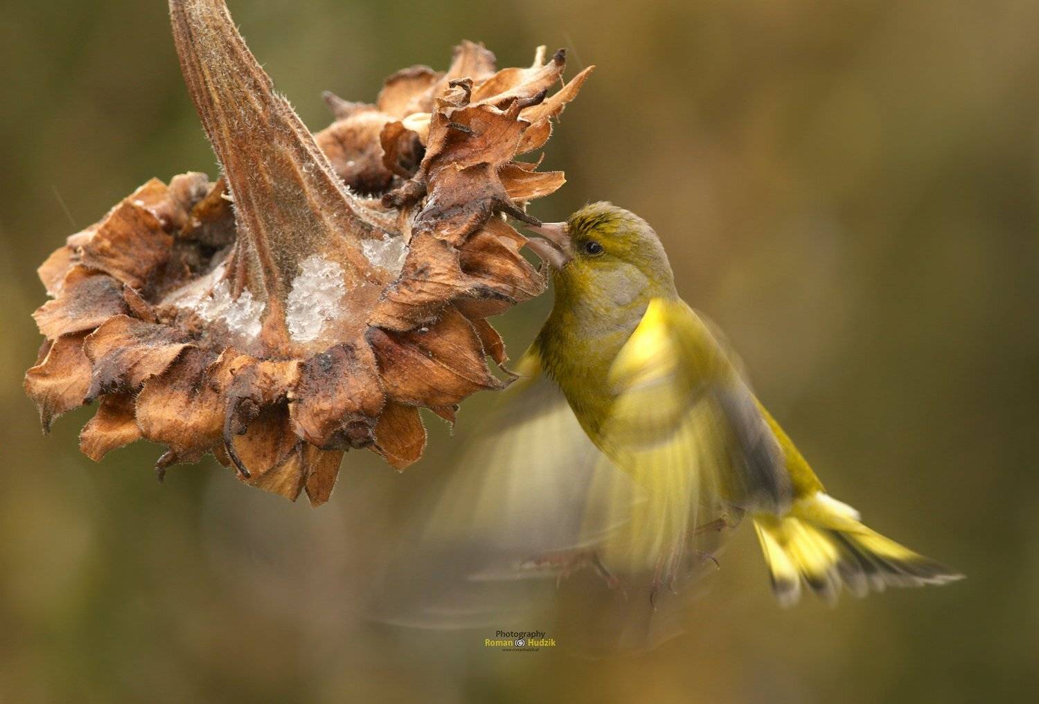Greenfinch, bird, nature, sunflower, Roman Hudzik