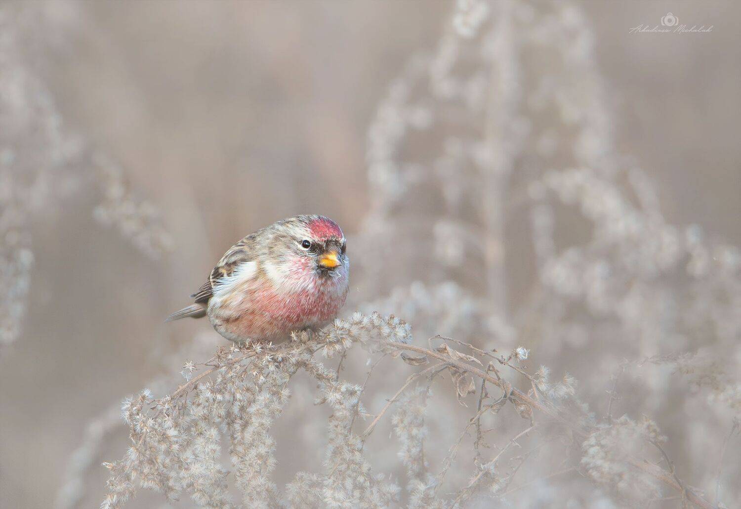 , Arkadiusz Michalak
