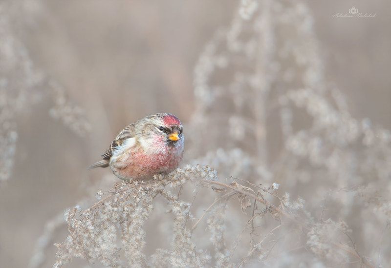 Czeczotka (Acanthis flammea) фото превью