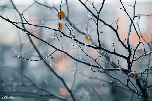 Frozen