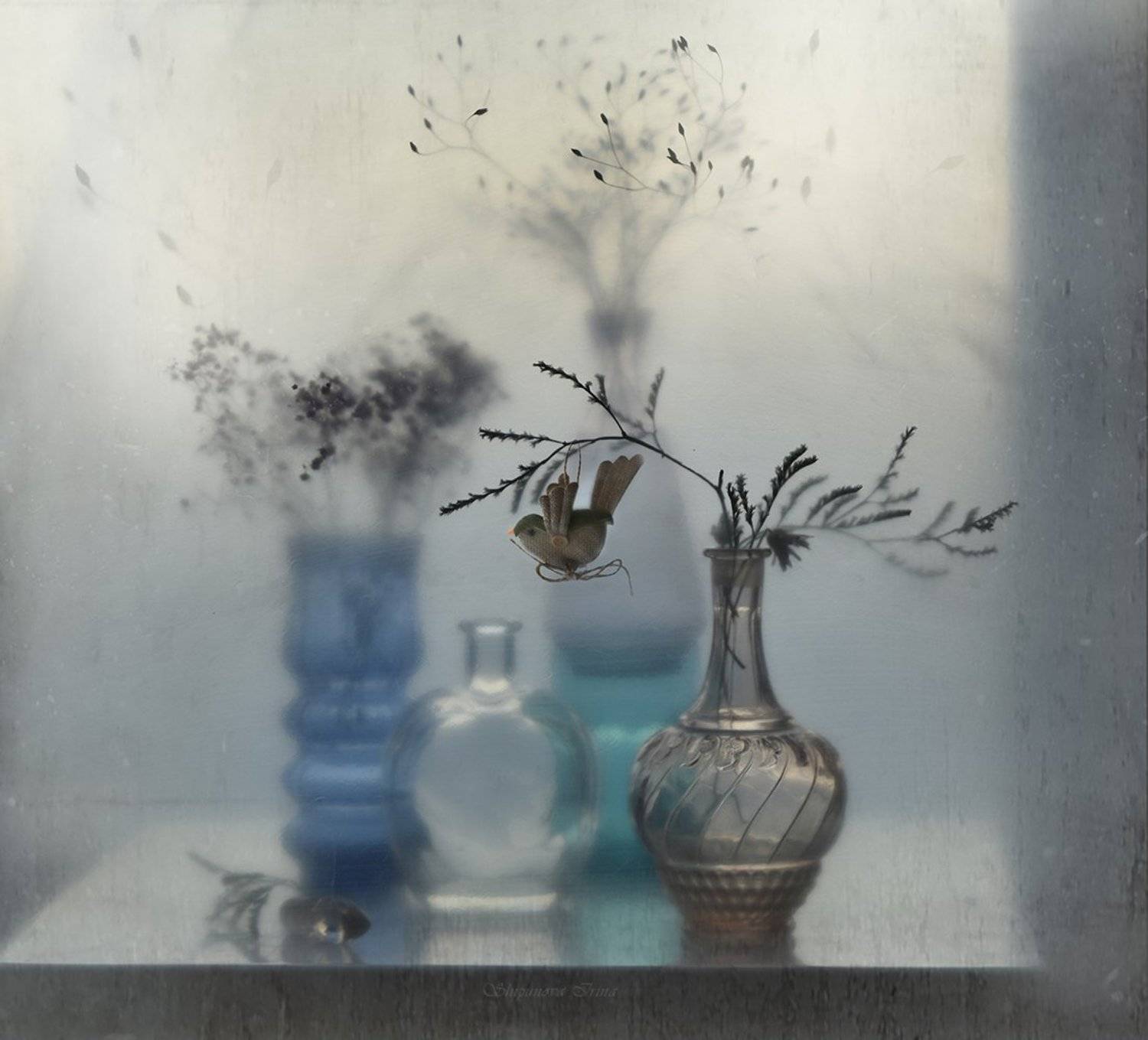 , Шипунова Ирина