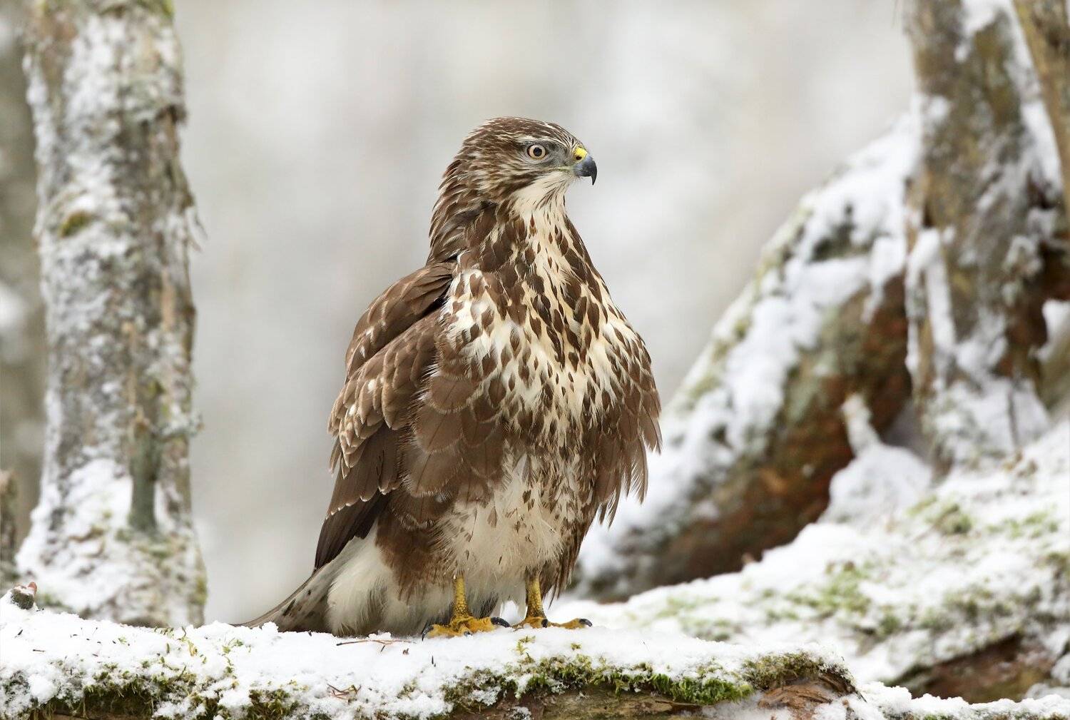 , Александр Гусар