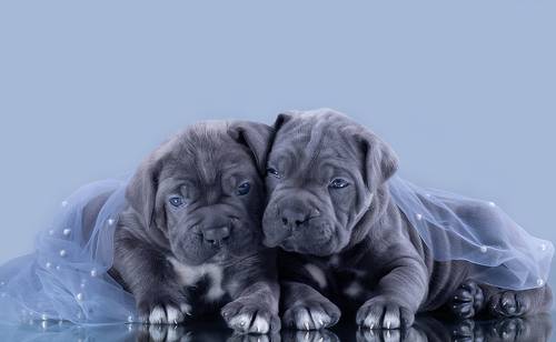 Сладули лимпапули
