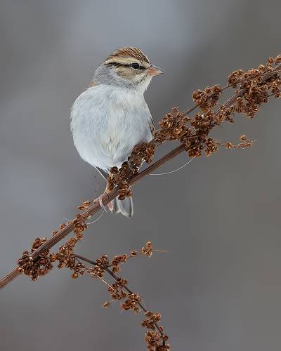 Chipping sparrow. Обыкновенная воробьиная овсянка