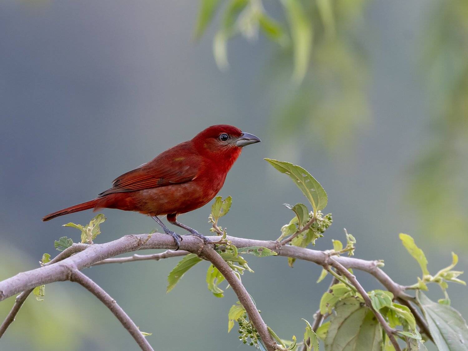 , Fernando Burgalin Sequeira