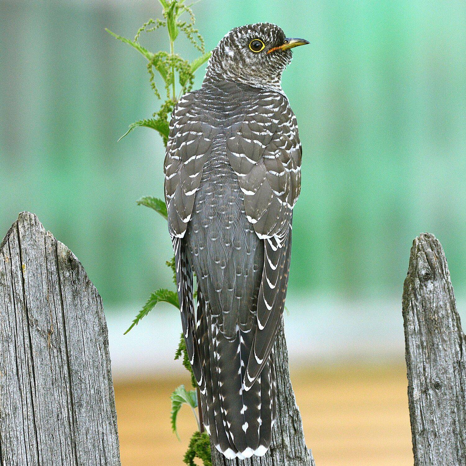 , Михаил Белоусов