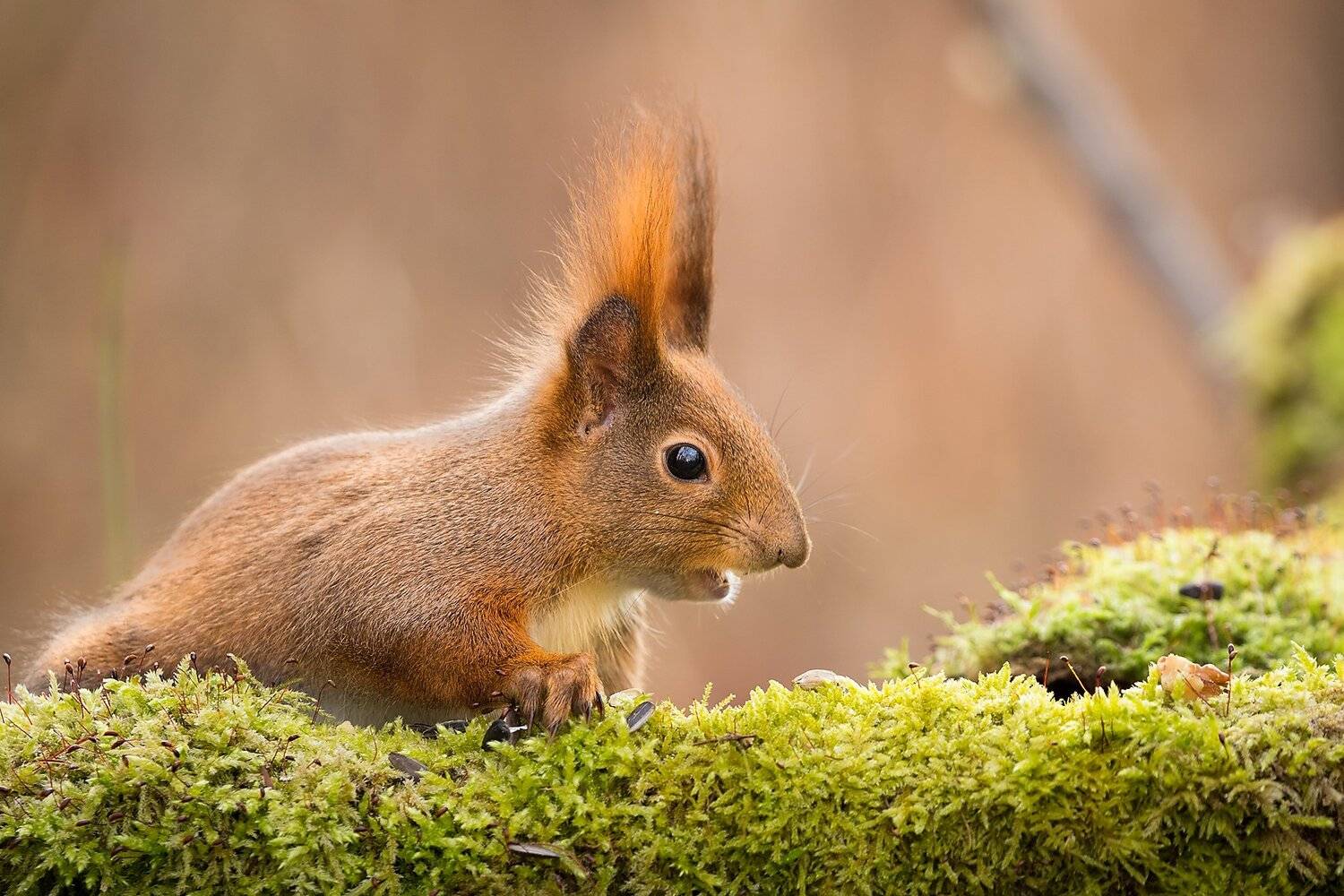 , Robert Adamec