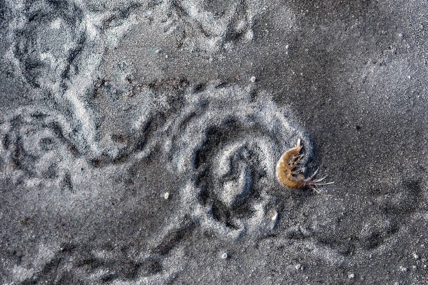 , Александр Абросимов